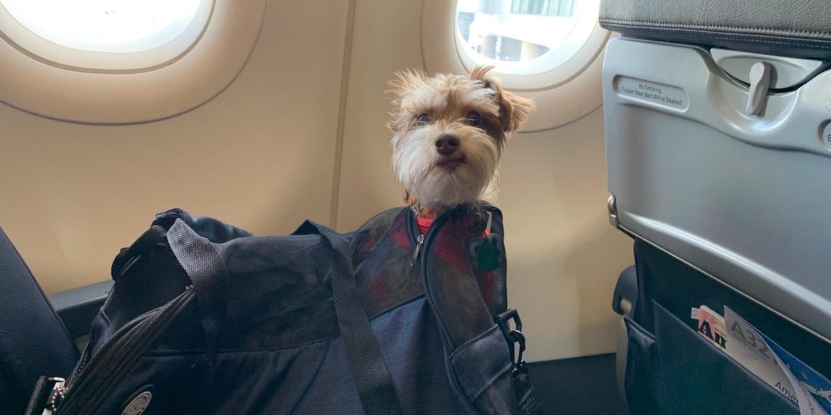 How Much To Fly A Dog On American Airlines? 1 How Much to Fly a Dog on American Airlines?