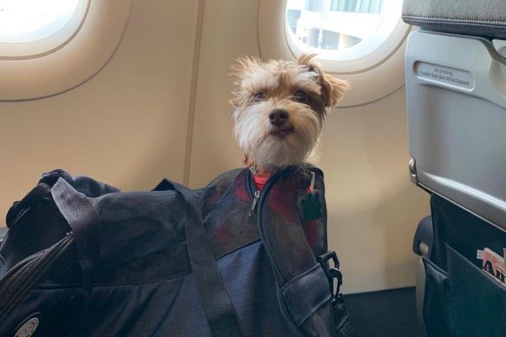 Can I Bring My Dog on American Airlines?