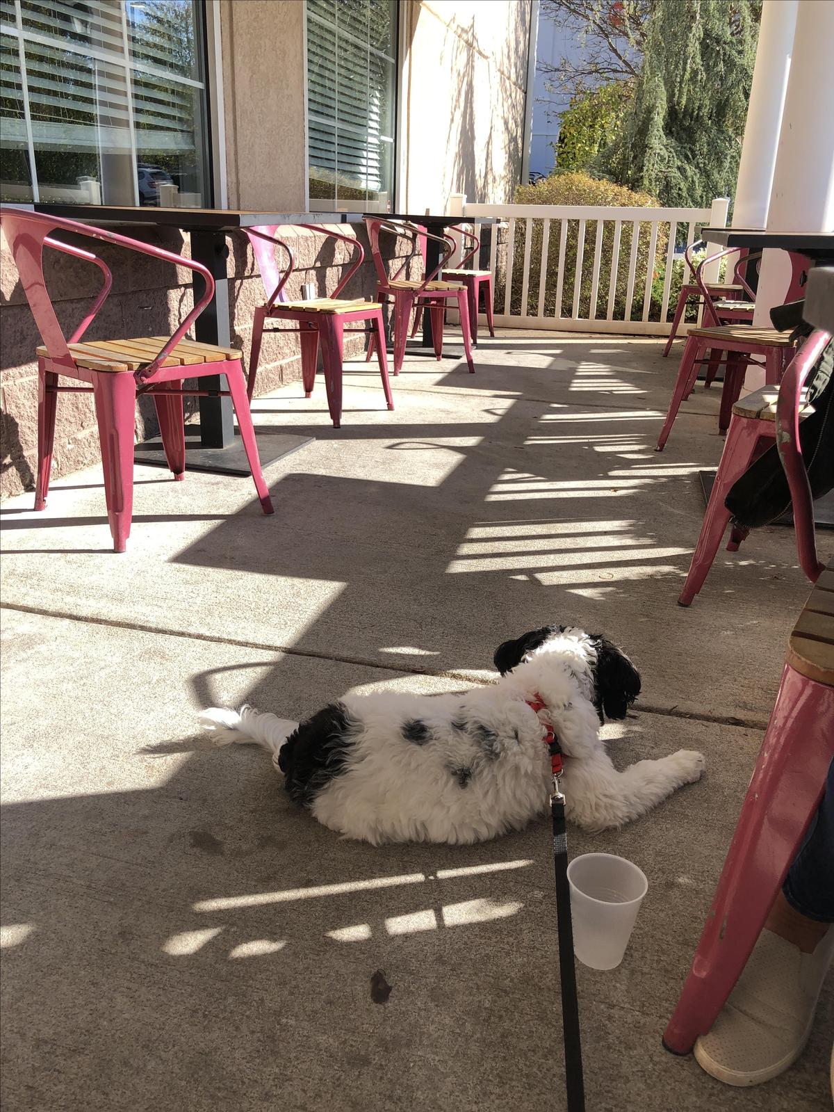 Chanticleer Cafe & Bakery restaurant view 1