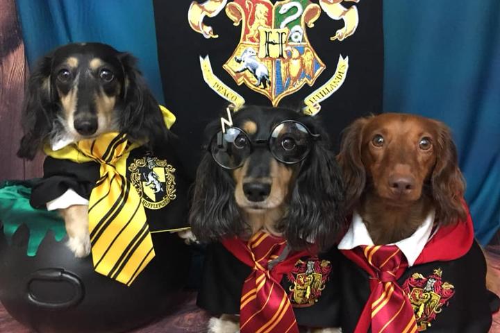 Three Dachshunds Dress in Halloween Costumes as Pawgwarts Students.