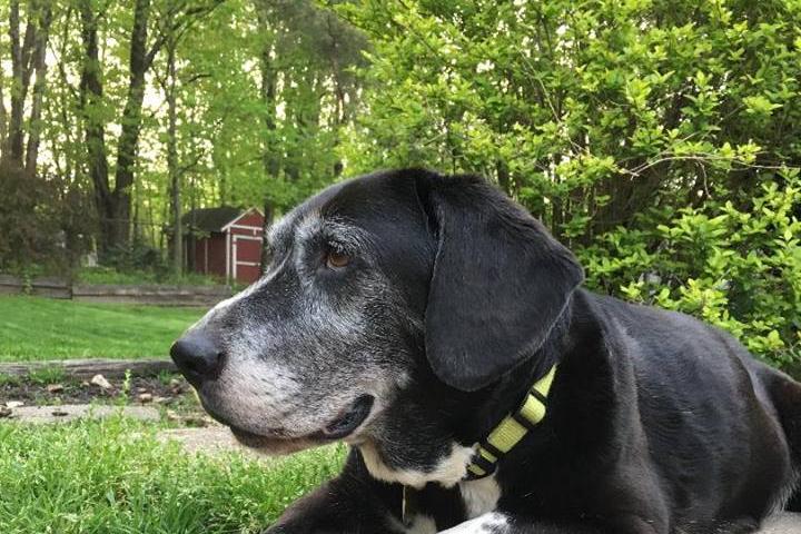 10 Pet Sanctuaries Where You Can Adopt a Senior Dog