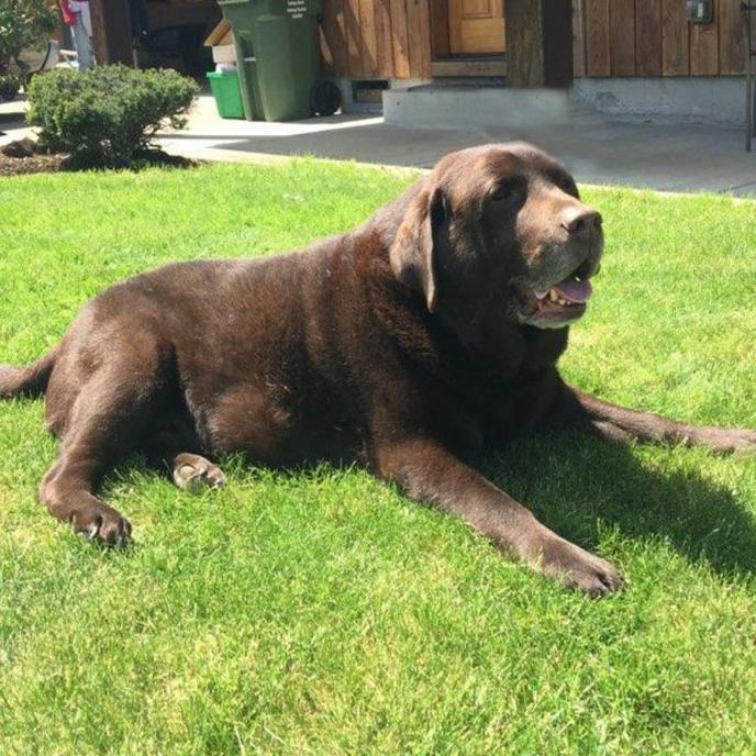 Senior Dog Rescue of Oregon helps senior pets find their forever homes on Senior Pet Adoption Month. Rescue and adopt a senior pup from Senior Dog Rescue of Oregon.