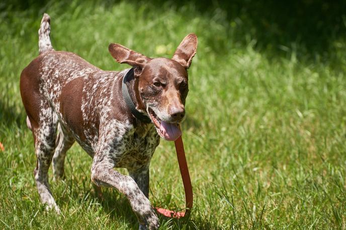 Adopt a senior pet from Home for Life Animal Sanctuary in MN. Home for Life Animal Sanctuary houses more than 200 dogs and cats, including senior pets.