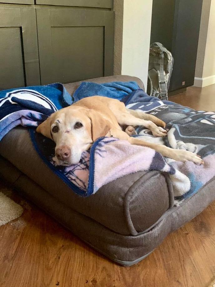 Adopt a senior dog from Forever Loved Pet Sanctuary this Senior Dog Adoption Month. Forever Loved Pet Sanctuary strives to give forgotten and abandoned dogs a second chance at home.