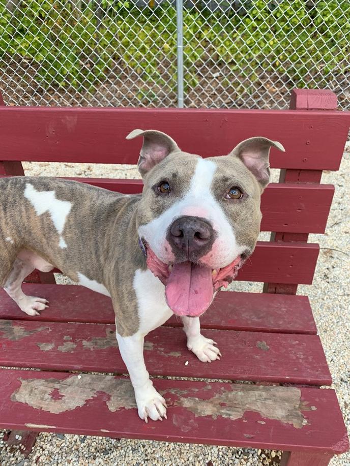 The Vorhees Animal Orphanage in NJ helps senior pets get adopted. Adopt a senior pet from Vorhees Animal Orphanage in NJ.