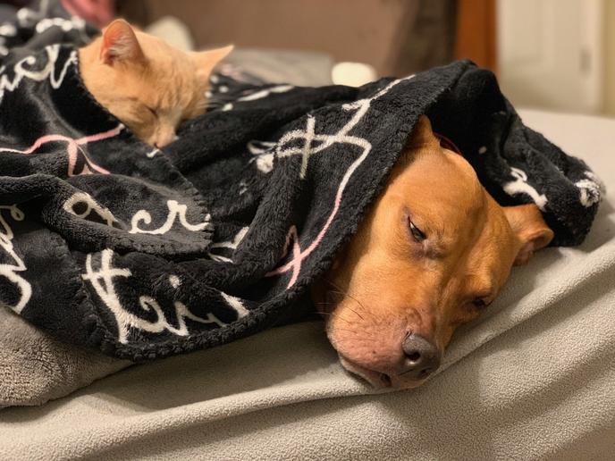 St. Louis Senior Dog Project focuses efforts on adopting senior dogs over age 5. An all-volunteer non-profit organization, the St. Louis Senior Dog Project rescues dogs of all ages.