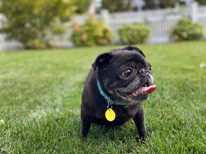 Senior dogs find forever homes at Senior Dog Haven and Hospice. Adopt a senior dog from the Senior Dog Haven and Hospice in Delaware.