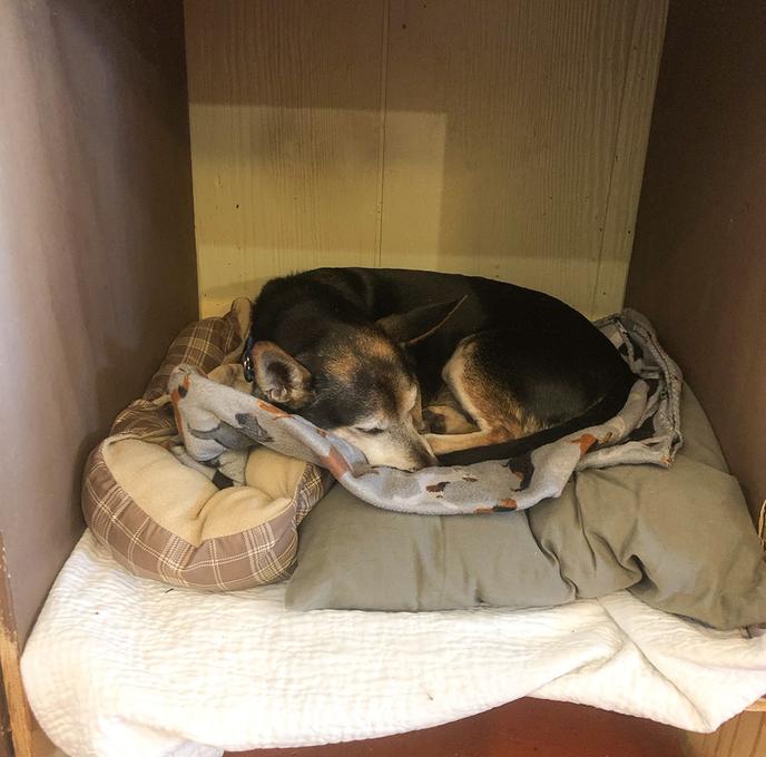 Foster or adopt a senior dog this Senior Pet Adoption Month. Old Friends Senior Dog Sanctuary is a nonprofit organization committed to finding forever foster hom