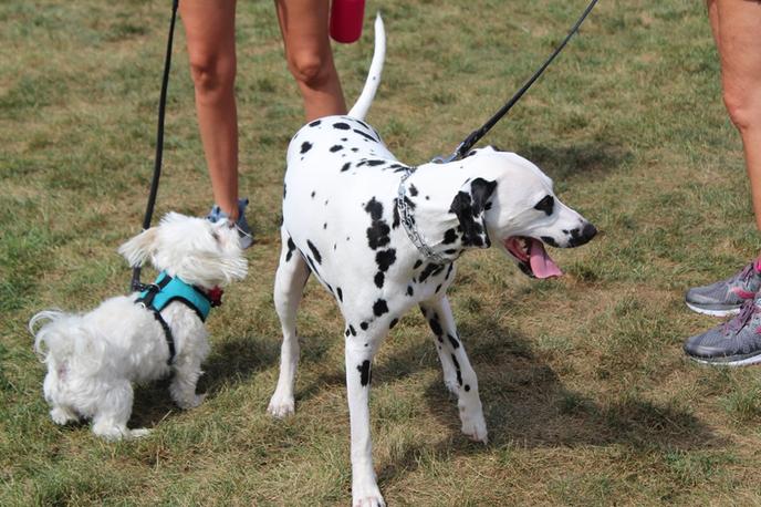 The Turkey Legs Trifecta Is a Pet-Friendly Event in Indianapolis.