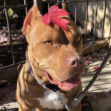 Bocelli's Italian Restaurant restaurant view 3