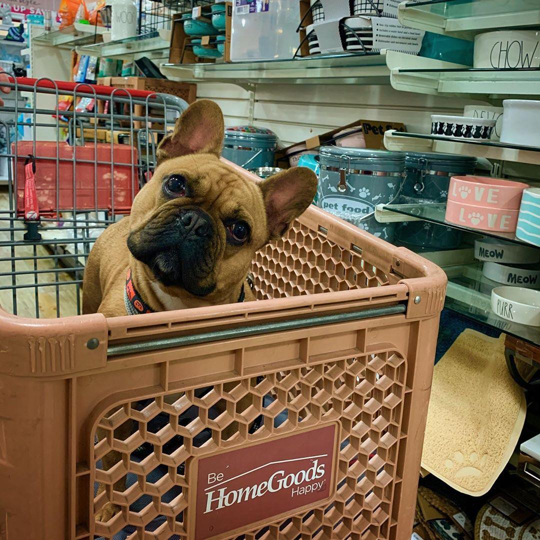 Homegoods dog 2025