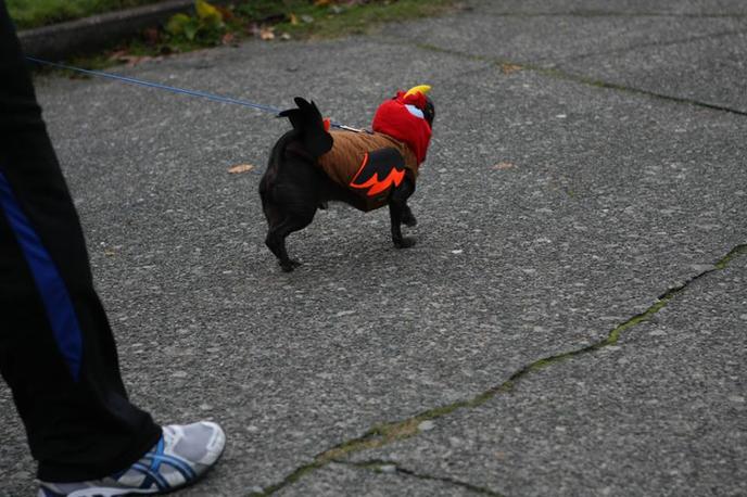 The Seattle Turkey Trot Is a Pet-Friendly Event in Golden Gardens Park.