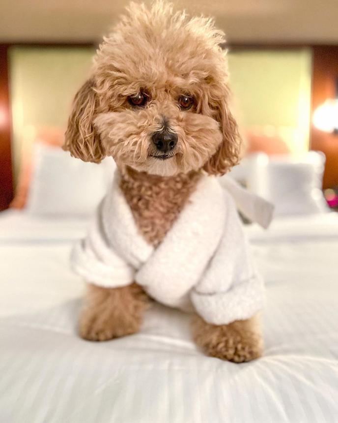 Stay at a pet-friendly hotel for the holidays with your dog. A pet-friendly hotel for the holidays is much better than staying with relatives!