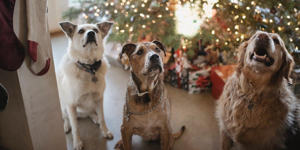 Dog friendly cottages sales for christmas 2019