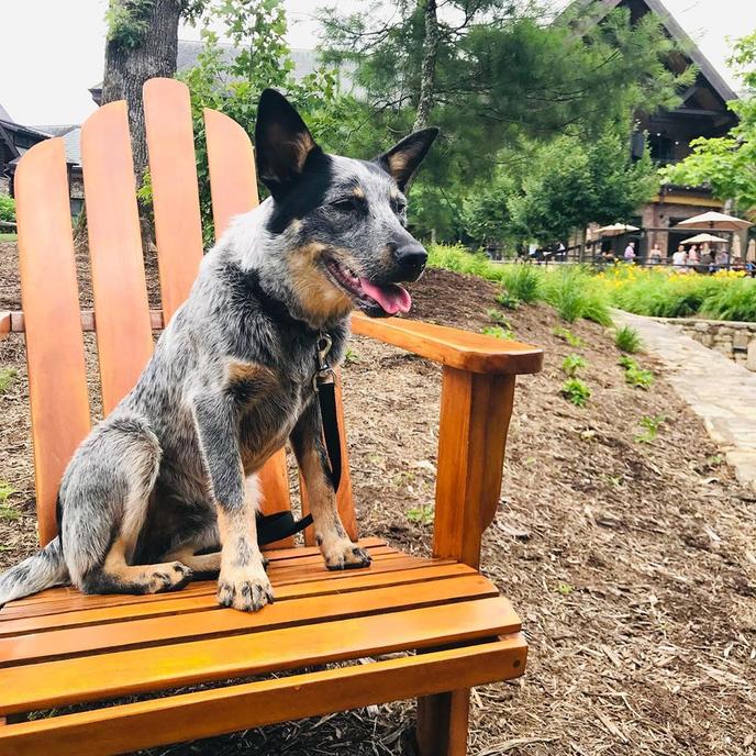 Sierra Nevada Brewing Co. Is a Pet-Friendly Brewery With Fire Pit in Asheville.