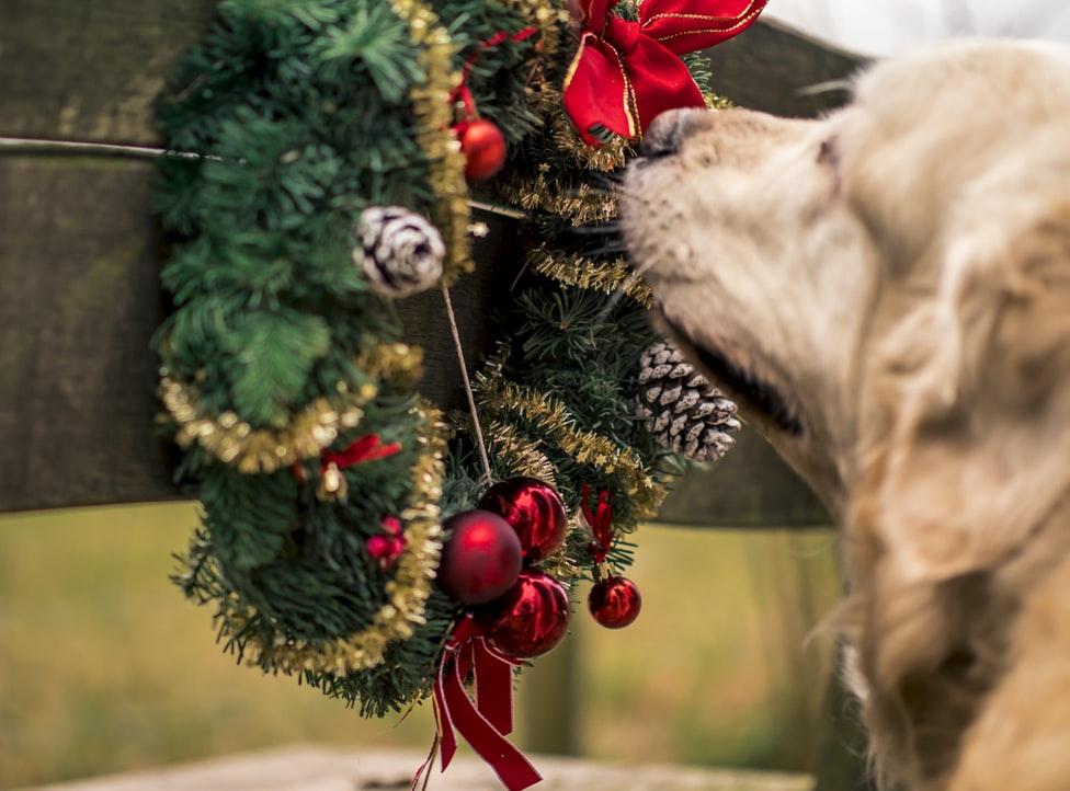 Dog friendly deals hotels christmas 2019