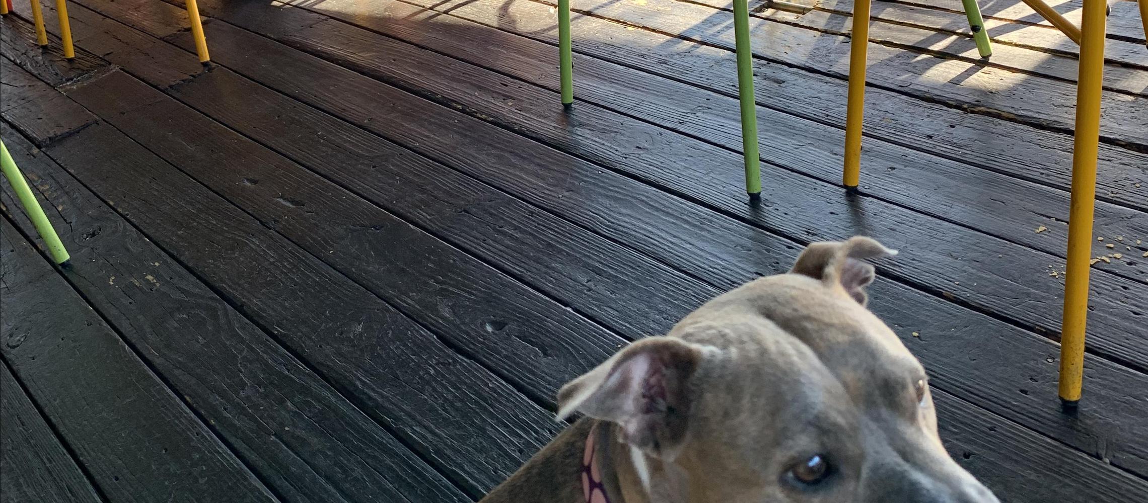 Dog Friendly Milledgeville, GA