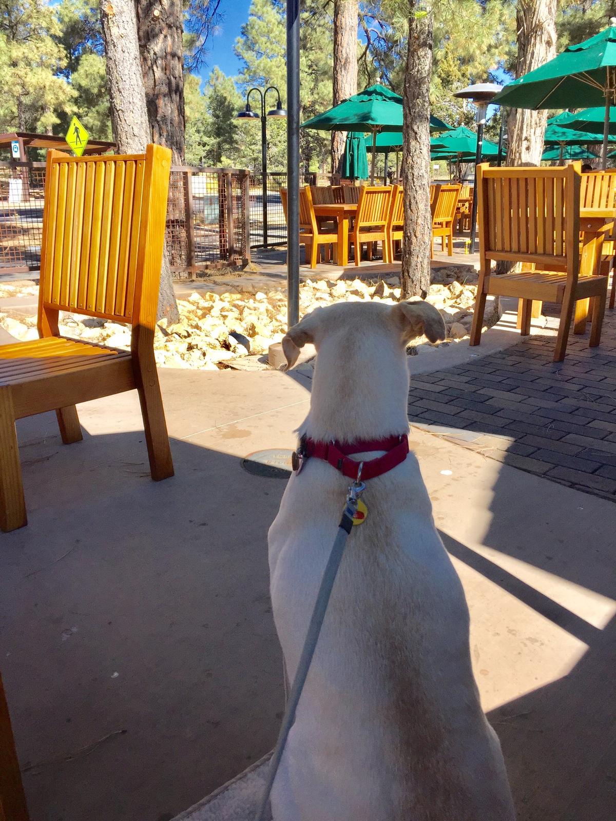 Yavapai Lodge Tavern restaurant view 6