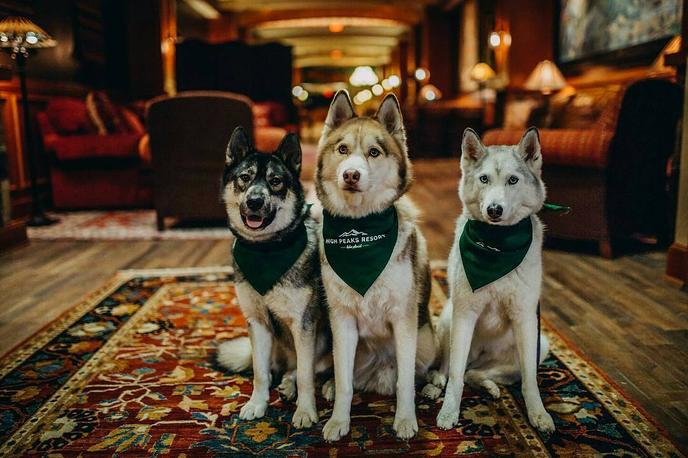 Bring Fido to Lake Placid on Your Next Pet-Friendly Winter Vacation. Lake Placid Is one of the Best Pet-Friendly Towns to Vacation With Your Dog This WInter.