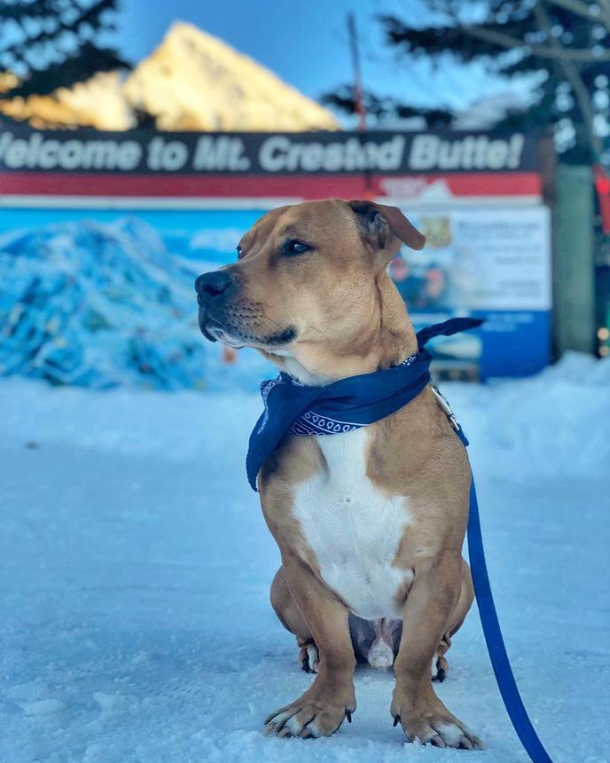 Fido Will Love the Rocky Mountains After a Stay in Pet-Friendly Crested Butte. Take a Winter Vacation With Your Dog to the Pet-Friendly Town of Crested Butte.