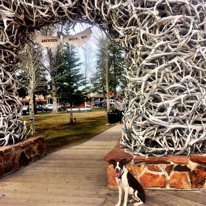 Bring Fido to Pet-Friendly Jackson Hole! Jackson Hole is a Pet-Friendly Winter Town to Vacation With Your Dog.