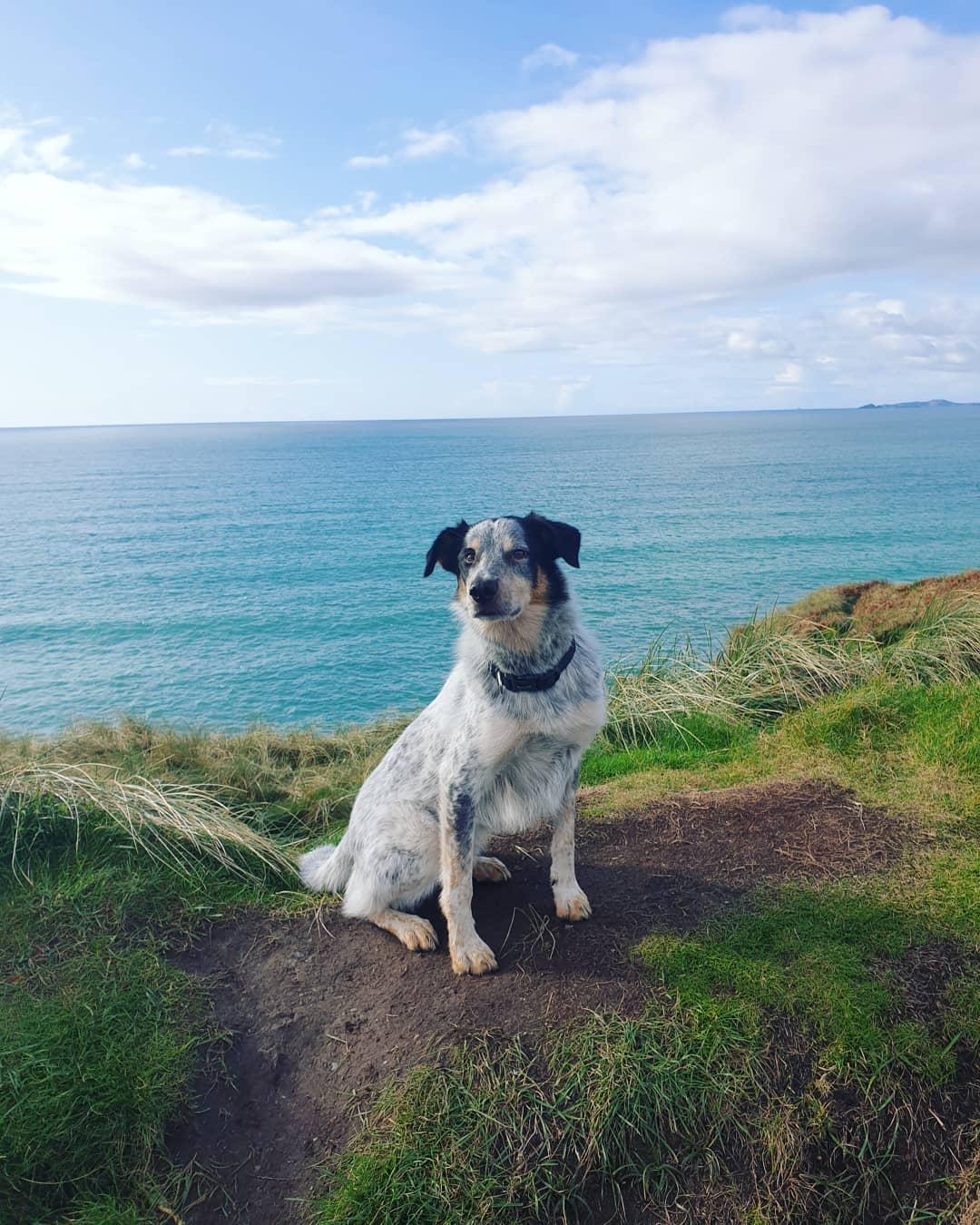 Dog Friendly Cork, IE BringFido