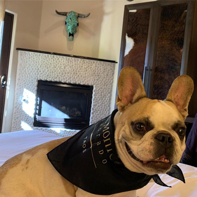 Escape to the Deserts of New Mexico on Your Next Winter Vacation With Fido. Taos Is a Great Pet-Friendly Town for Your Next Winter Vacation.