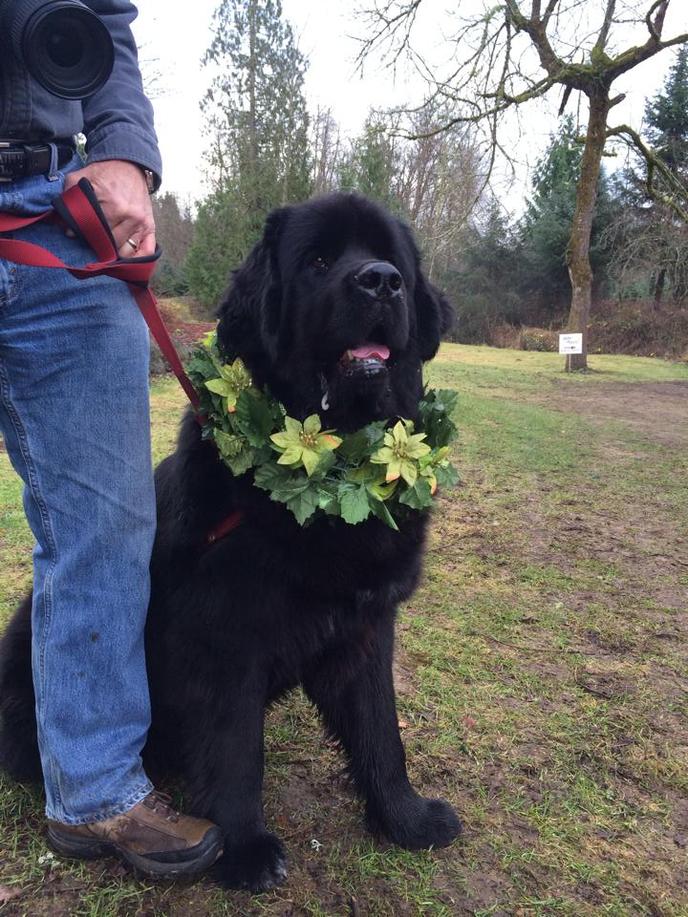 Bring Fido to Help You Cut Down Your Own Tree at a Pet-Friendly Christmas Tree Farm in Washington. Enchanted Winds Christmas Tree Farm Is a Pet-Friendly Christmas Tree Farm in Issaquah, WA.