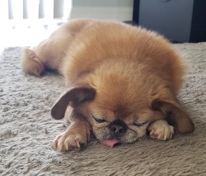Adopt this cute senior dog at Vintage Paws. This cute senior dog is ready to be adopted at Vintage Paws.