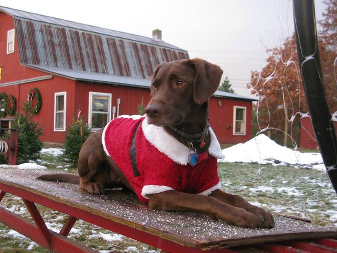 Grab Your Tree and Some Hand-Bottled Maple Syrup at the Pet-Friendly Werner Tree Farm. Werner Tree Farm Is a Pet-Friendly Christmas Tree Farm in Vermont.