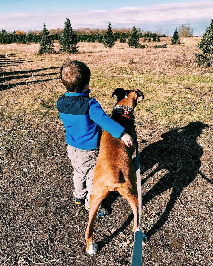 Your Dog Will Love a Trip to a Pet-Friendly Christmas Tree Farm in Vermont. A Dog Poses at Pet-Friendly Werner Tree Farm in Vermont