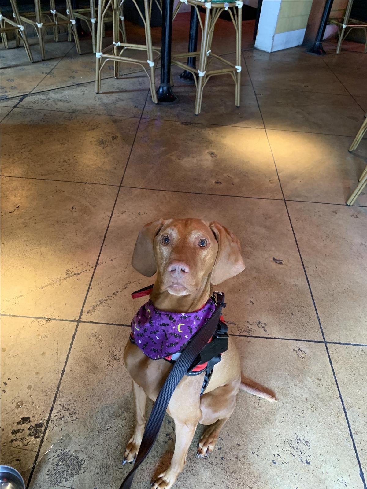 Island Dogs Bar restaurant view 7