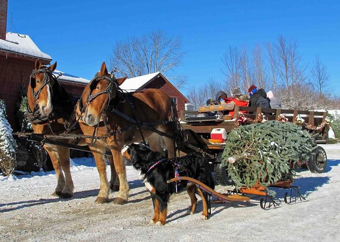 Bring Fido Along the Christmas Tree Trail at the Pet-Friendly Rocks Estate. The Rocks Estate Is a Pet-Friendly Christmas Tree Farm in New Hampshire.