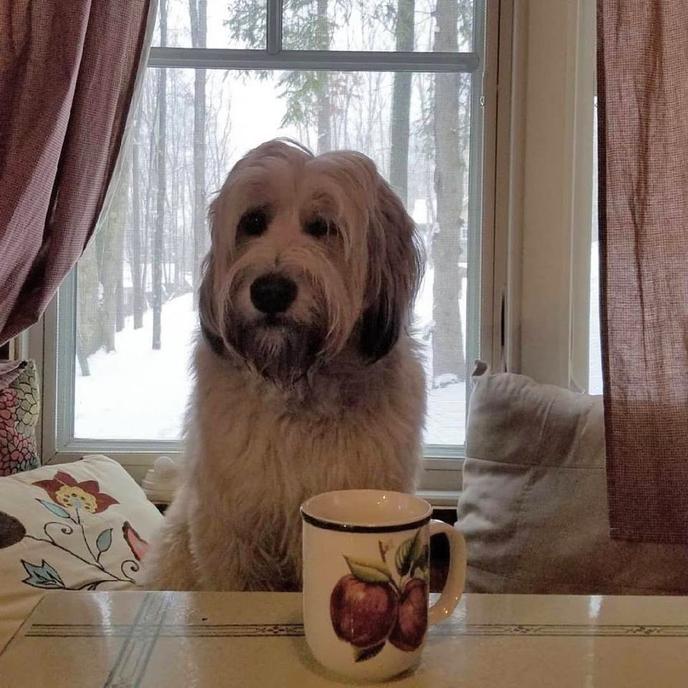 Blue Moon Rising offers pet-friendly time home living. A dog enjoys tea time at a pet-friendly tiny home.