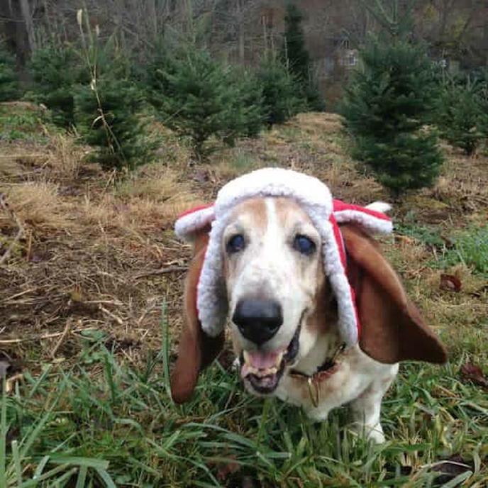 Cut Down a Tree With Your Dog at This Pet-Friendly Christmas Tree Farm in Waynesville.