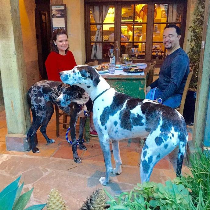 Grab a Table at Casanova Restaurant for a Dog-Friendly Thanksgiving Dinner. Two dogs enjoy the outdoor seating at Casanova, a pet-friendly restaurant.