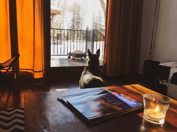 Fireside Resort is a pet-friendly tiny home vacation rental. A dog looks out the window of a pet-friendly tiny home.
