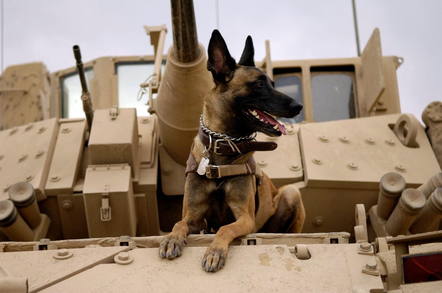 Honoring Dog Veterans