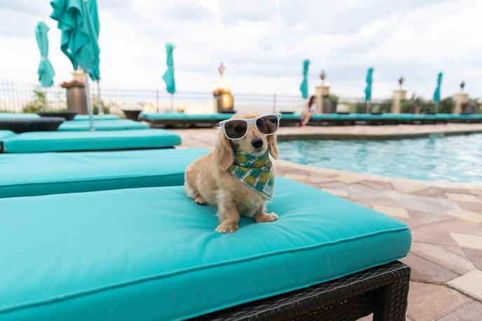 A puppy relaxes at One Ocean Resort in Atlantic Beach, FL. A happy puppy at a pet-friendly hotel in Florida.