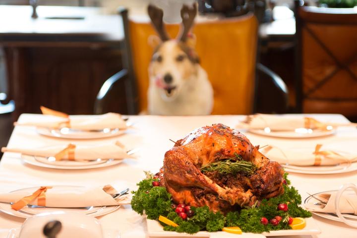 Feast With Fido: 8 Spots Where You Can Enjoy Thanksgiving Dinner With Your Dog