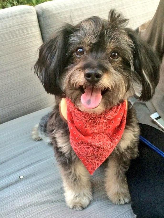 Enjoy a Dog-Friendly Thanksgiving Dinner at an Outdoor Table at the W Austin.