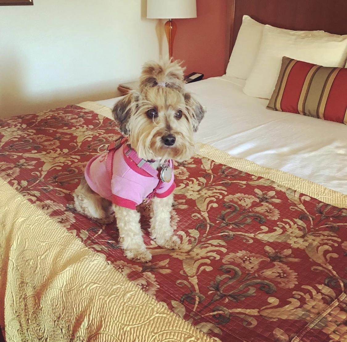 Dog Friendly Kingman, AZ BringFido