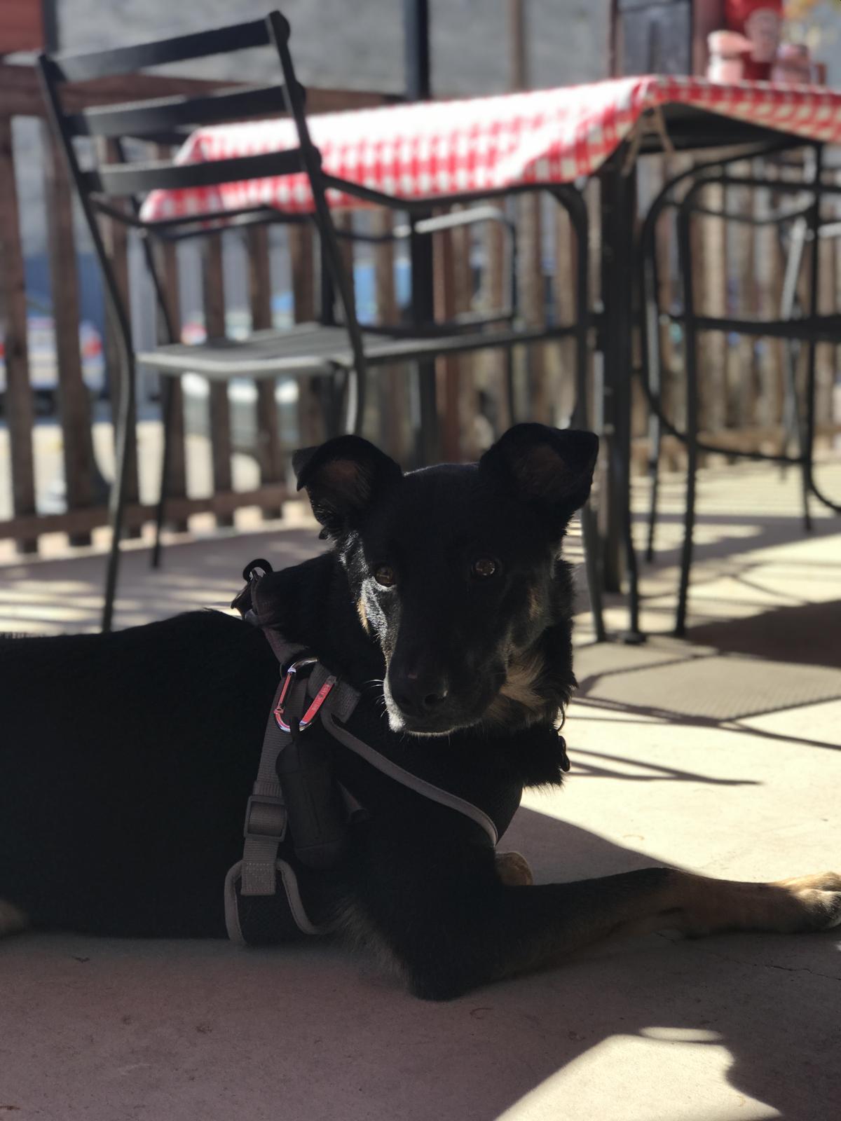 Chip's Old Fashioned Hamburgers restaurant view 1
