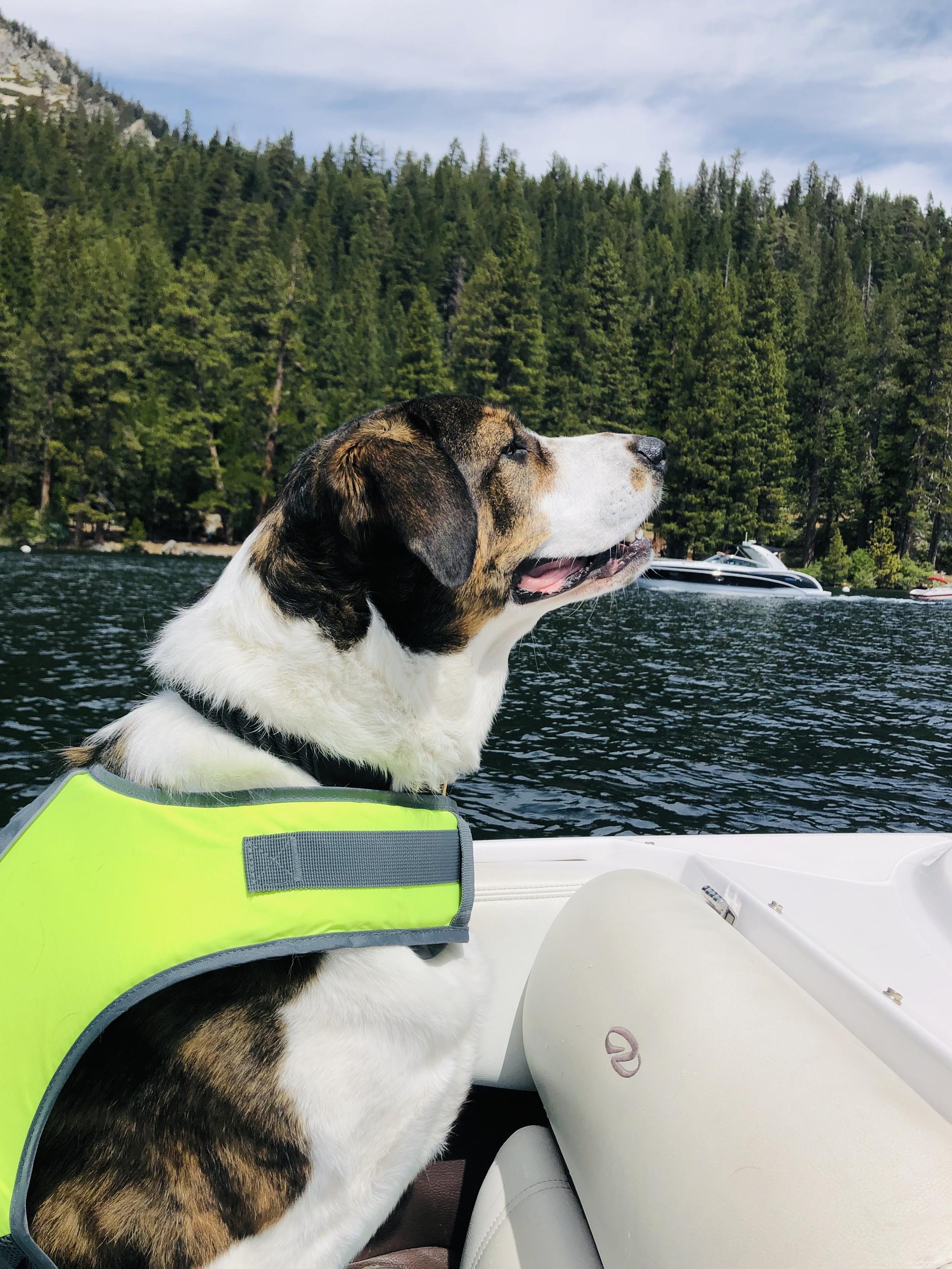 Dog Friendly South Lake Tahoe Ca Bringfido