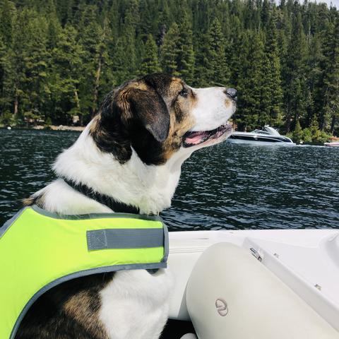 Dog Friendly South Lake Tahoe Ca Bringfido