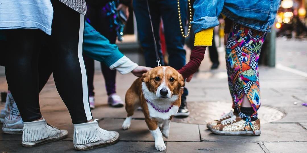 Who Dat dogs: See photos of New Orleans Saints' furry friends on