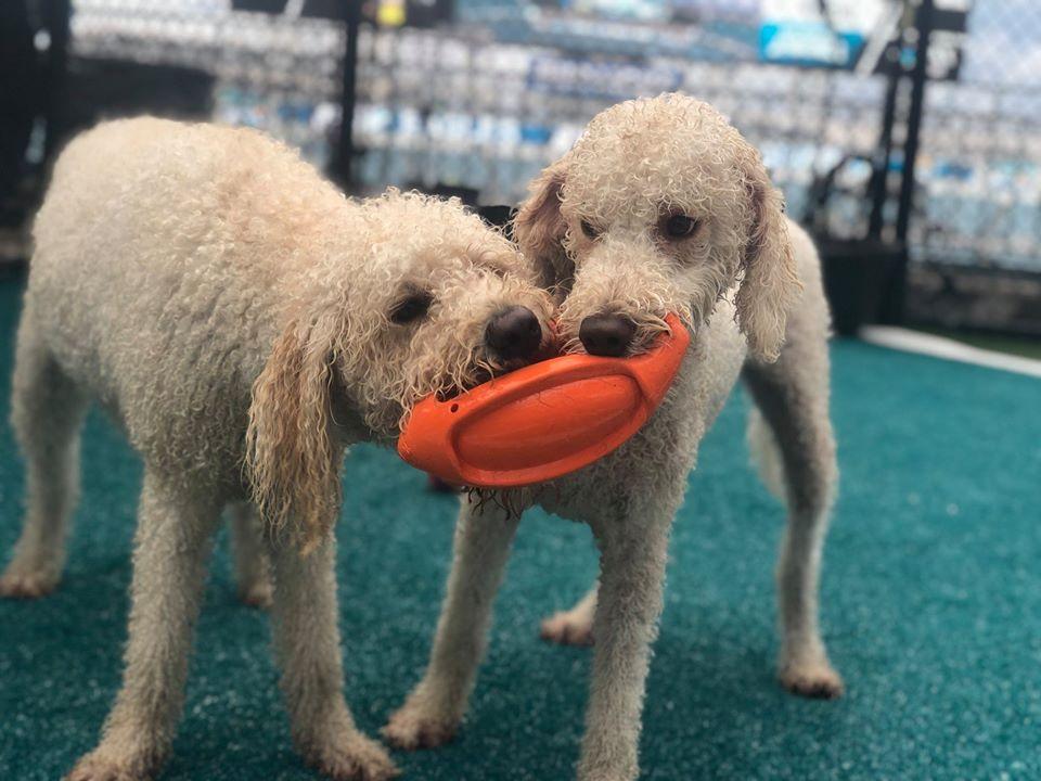 NFL dogs at practice and on the field