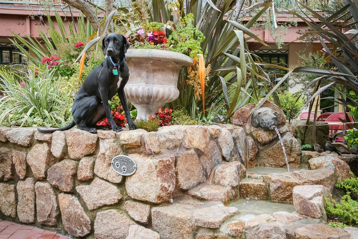 Ace visits the Fountain of Woof at Carmel Plaza.