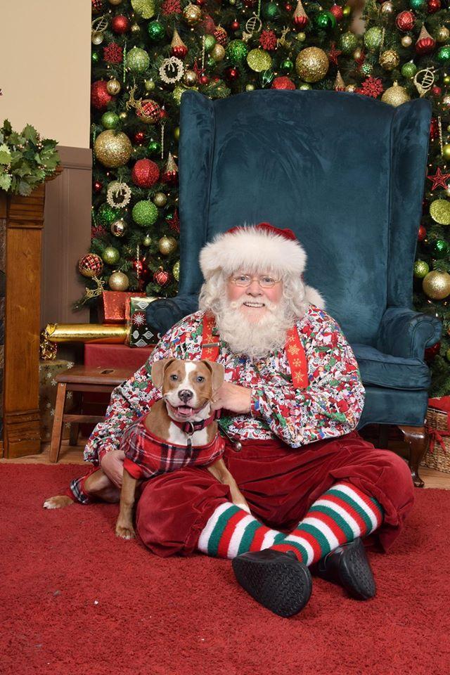 Santa Paws Is Coming to a Photo Shoot Near You