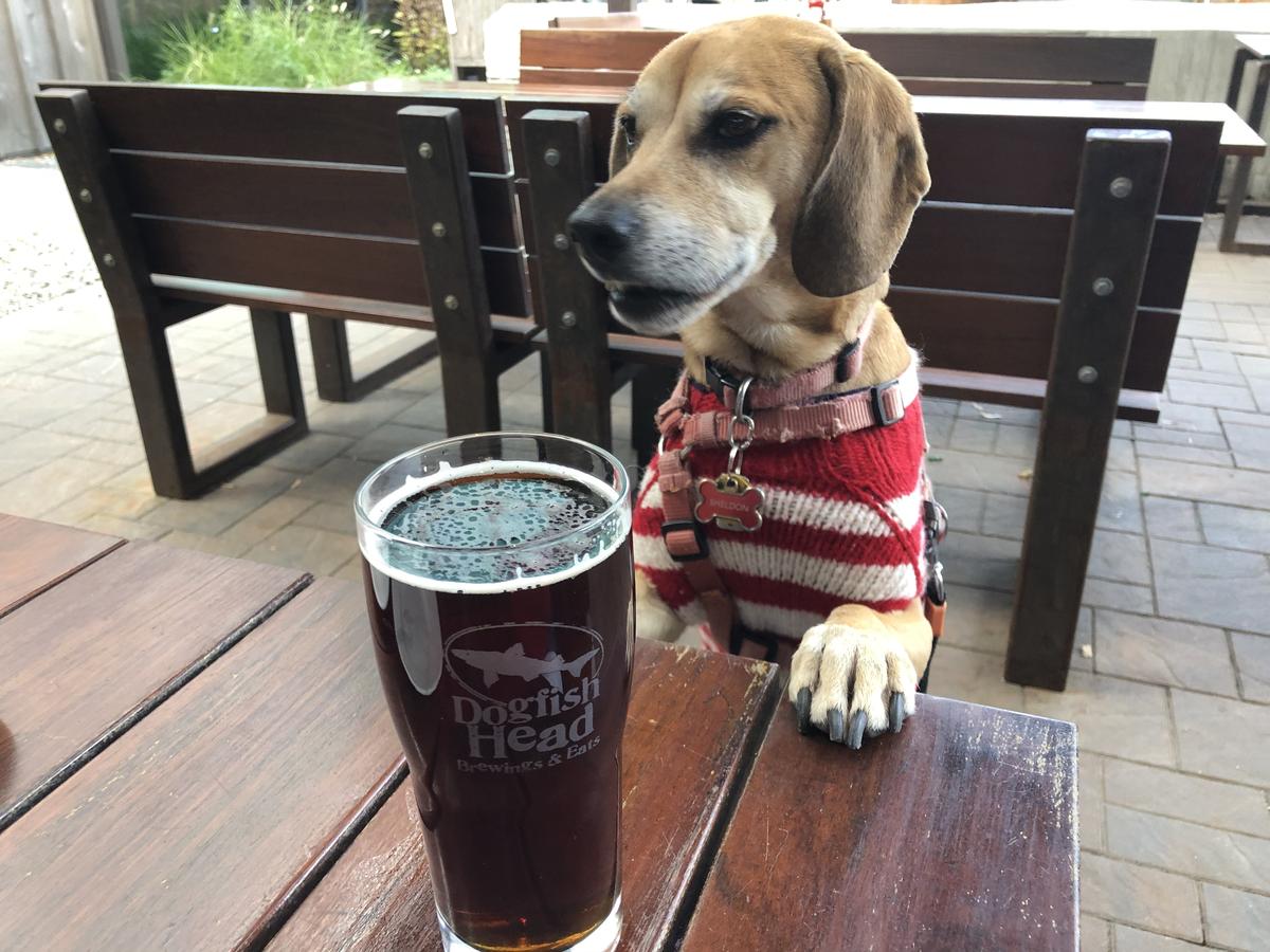 Dogfish Head Brewings & Eats restaurant view 14